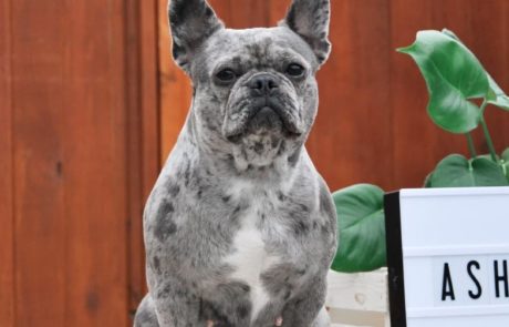 French Bull Canada