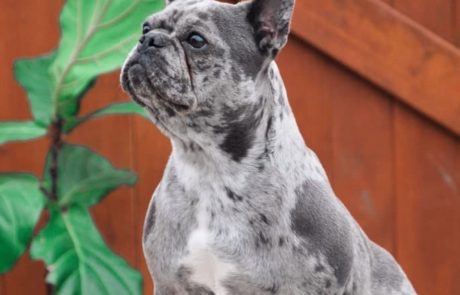 French Bull Canada