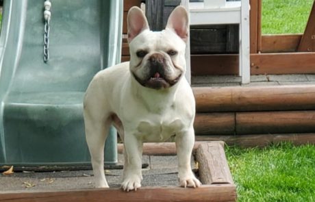 Casper French Bull