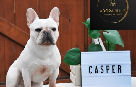 Casper French Bull