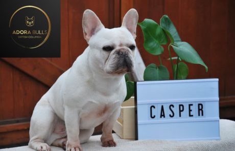 Casper French Bull