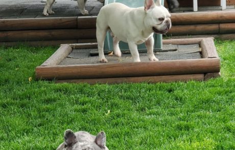 Casper French Bull