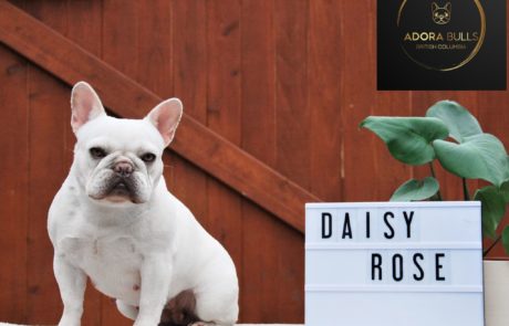 Daisy Rose Fren Bull