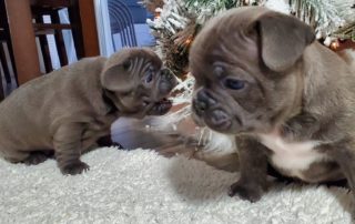 French Bull Canada