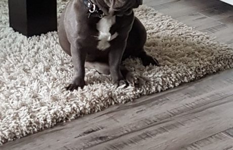 Sydney French Bulldog