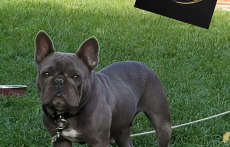 Sydney French Bulldog